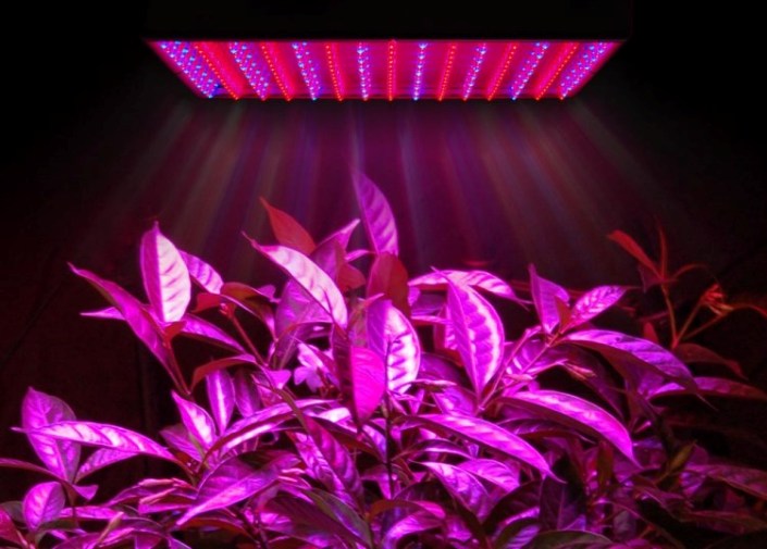 LED LED lamps for plant (fitolampy)