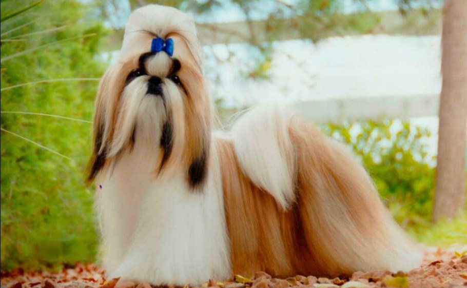 All about the Shih Tzu breed