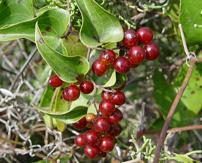 Some information about smilax