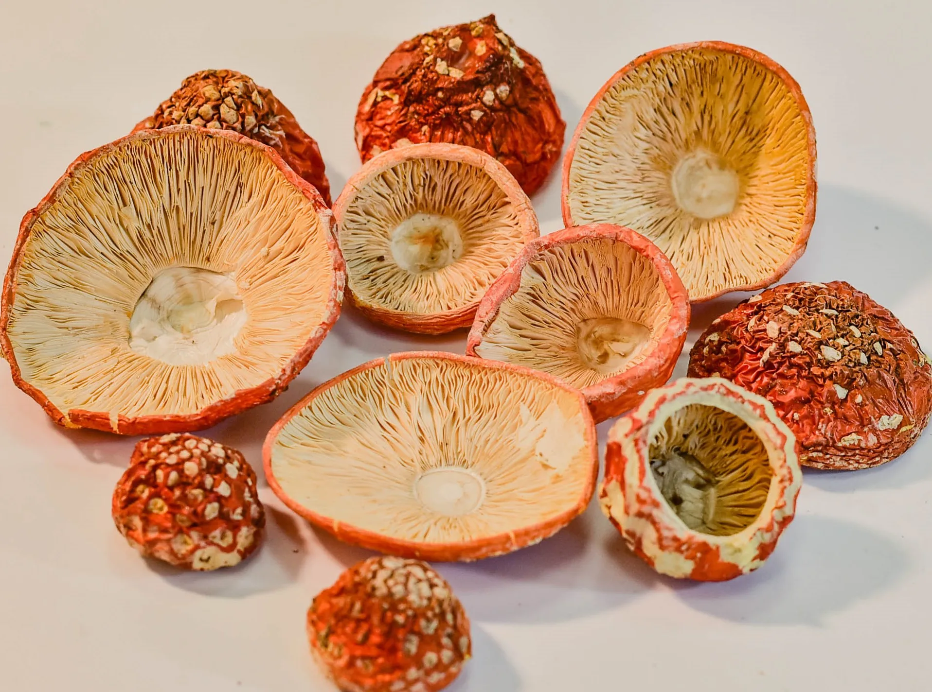 Dried red fly agaric