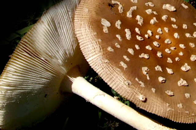 Panther fly agaric: Потенциал и Роль в Медицине и Экосистемах